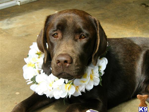 Stud Dogs in HI